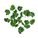 coriander