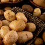 Potato