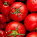 Tomato
